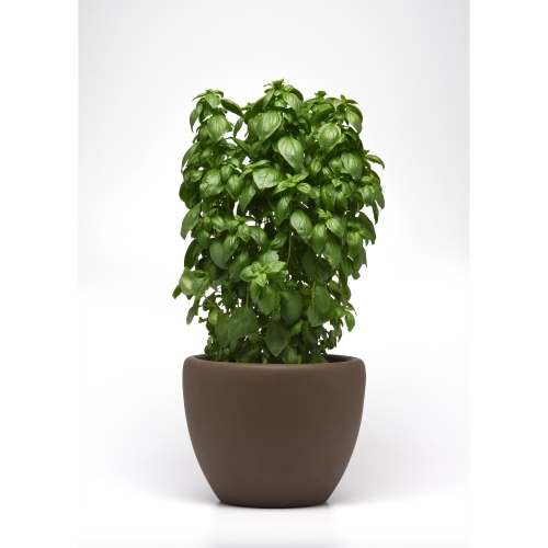 Bazalka Evergreen Emerald Towers 20 semien