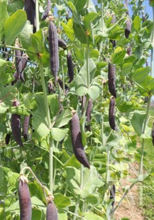 Hrach vysoký BIO Blauwschokker (150-200 cm) cca 25 g