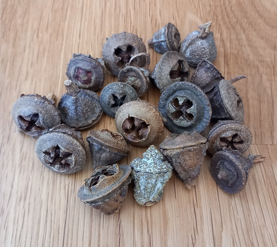 Sušené plody eukalyptu na dekoráciu cca 20 kusov