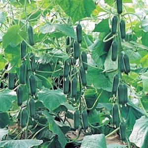 Uhorky snack Fortuna F1 100 semien