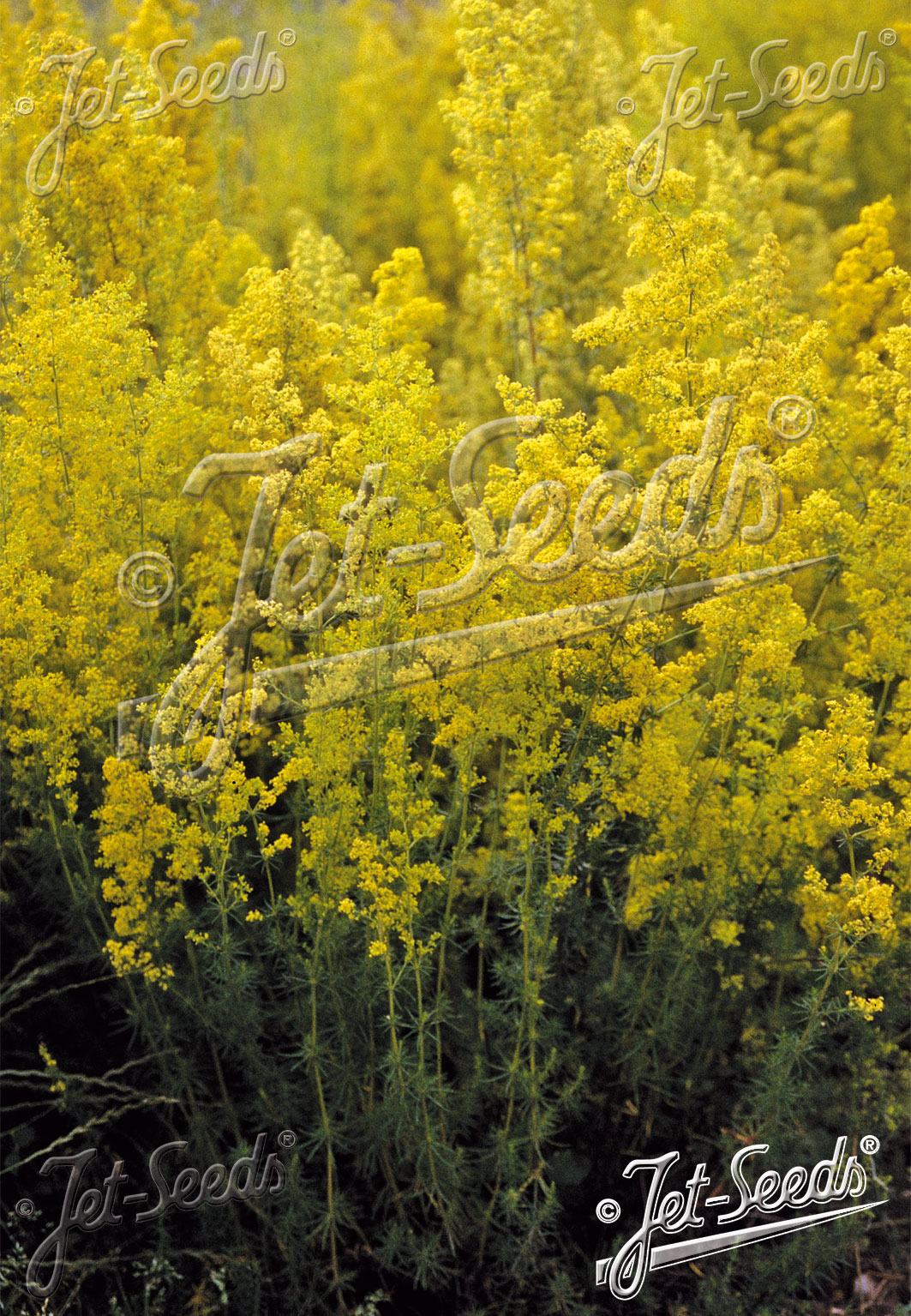 GALIUM verum, Lipkavec syridlový