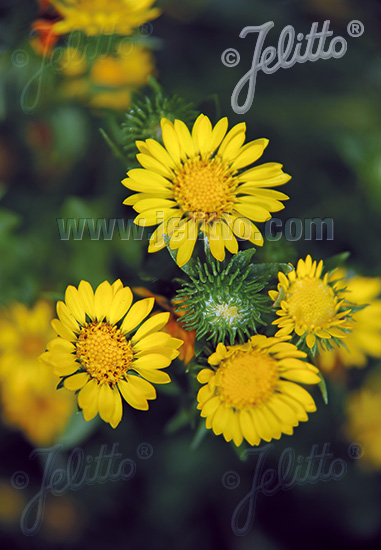 GRINDELIA robusta cca 20 semien