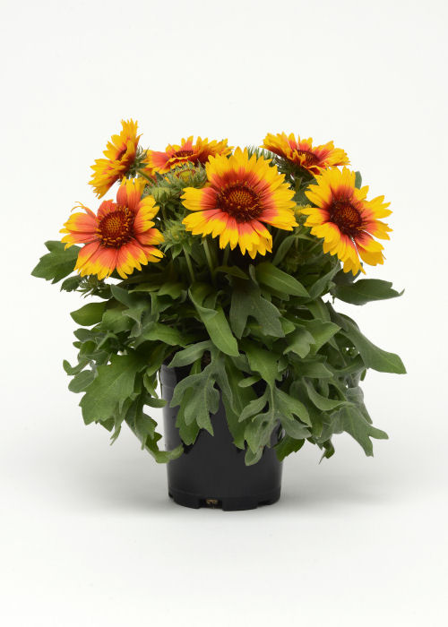 Gaillardia grandiflora Mesa Series F1 Bright Bicolor  1000 semien