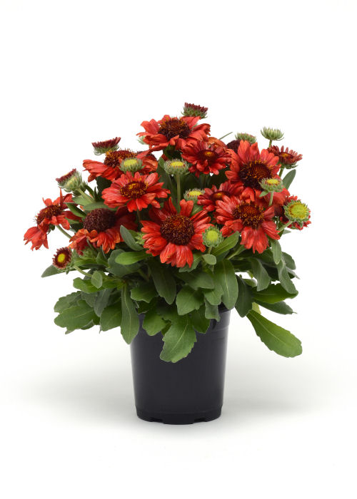 Gaillardia grandiflora Mesa Series F1 Red 1000 semien