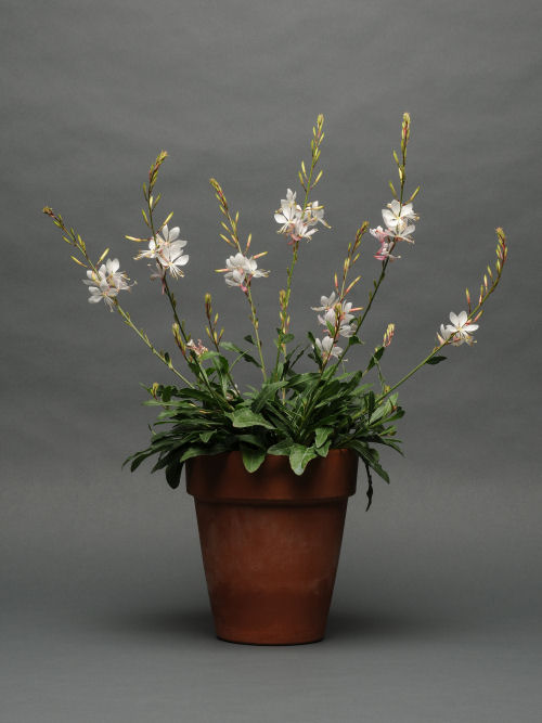 Gaura lindheimeri Sparkle White 1000 semien