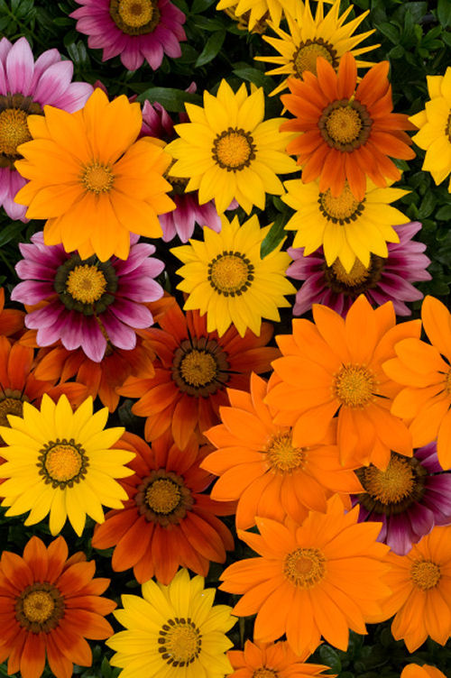 Gazania rigens New Day Series F1 Mix Bright 1000 semien
