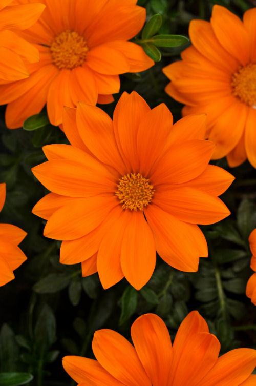 Gazania rigens New Day Series F1 Clear Orange 1000 semien