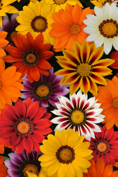 Gazania rigens New Day Series F1 Mix 1000 semien