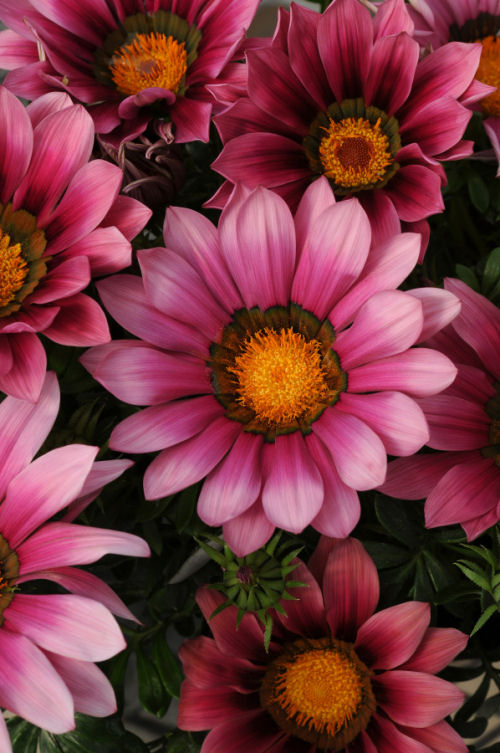 Gazania rigens New Day Series F1 Pink Shades 1000 semien