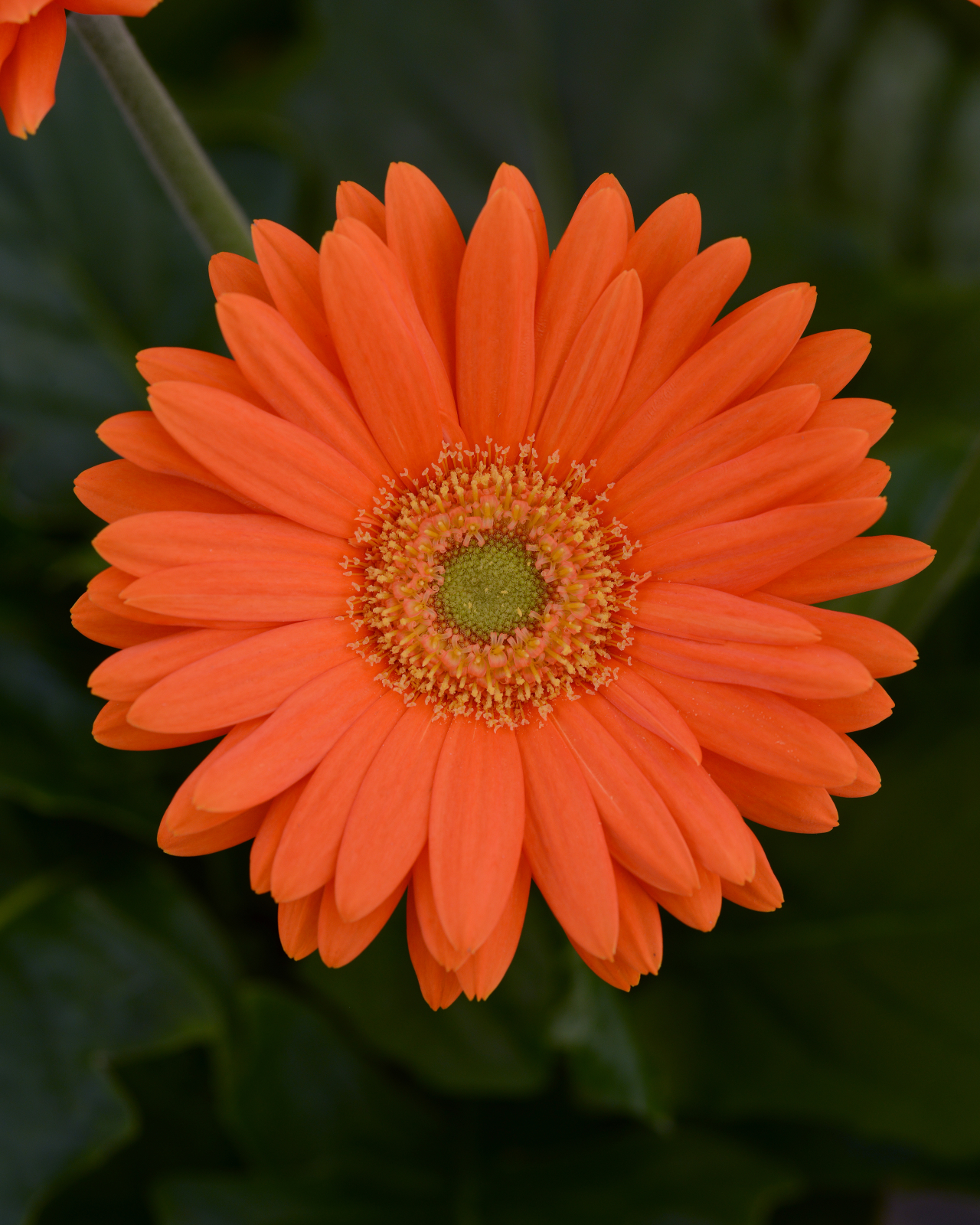 gerbera_mega_revolution_orange_light_eye.jpg