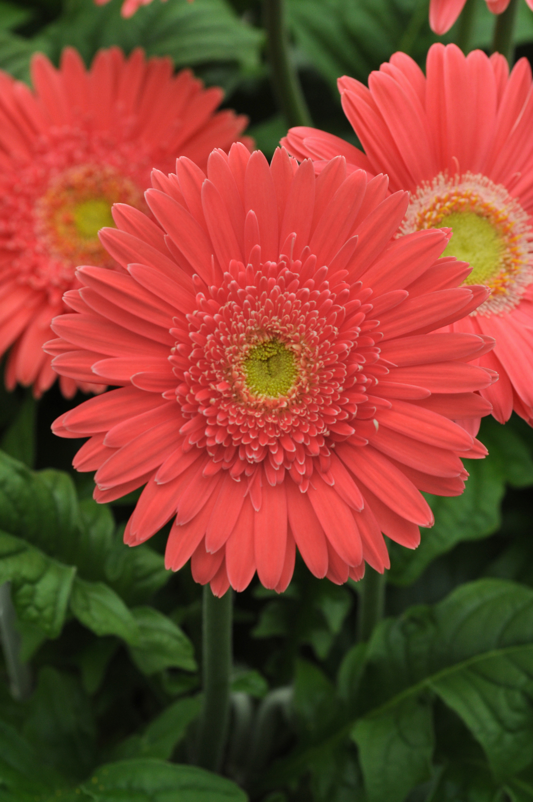 gerbera_mega_revolution_salmon_rose_light_eye.jpg
