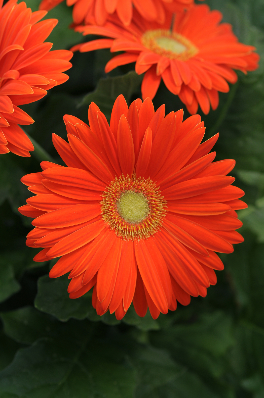 gerbera_revolution_orange_light_eye_2.jpg