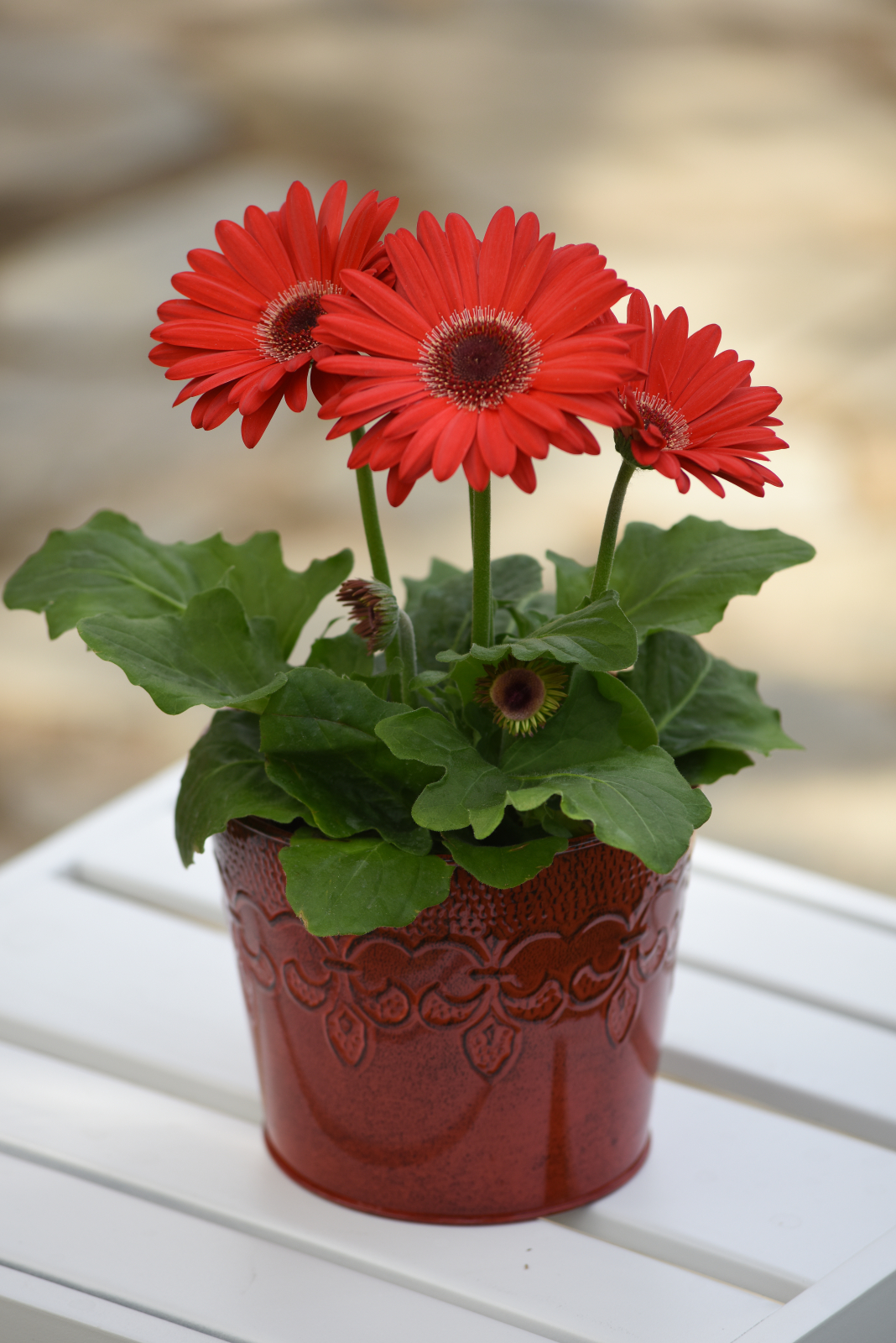 gerbera_revolution_red_dark_eye_improved_2.jpg