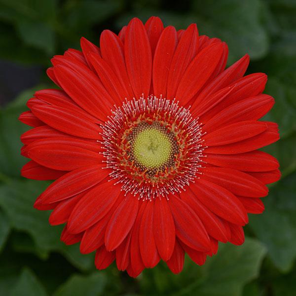 gerbera_revolution_red_light_eye.jpg