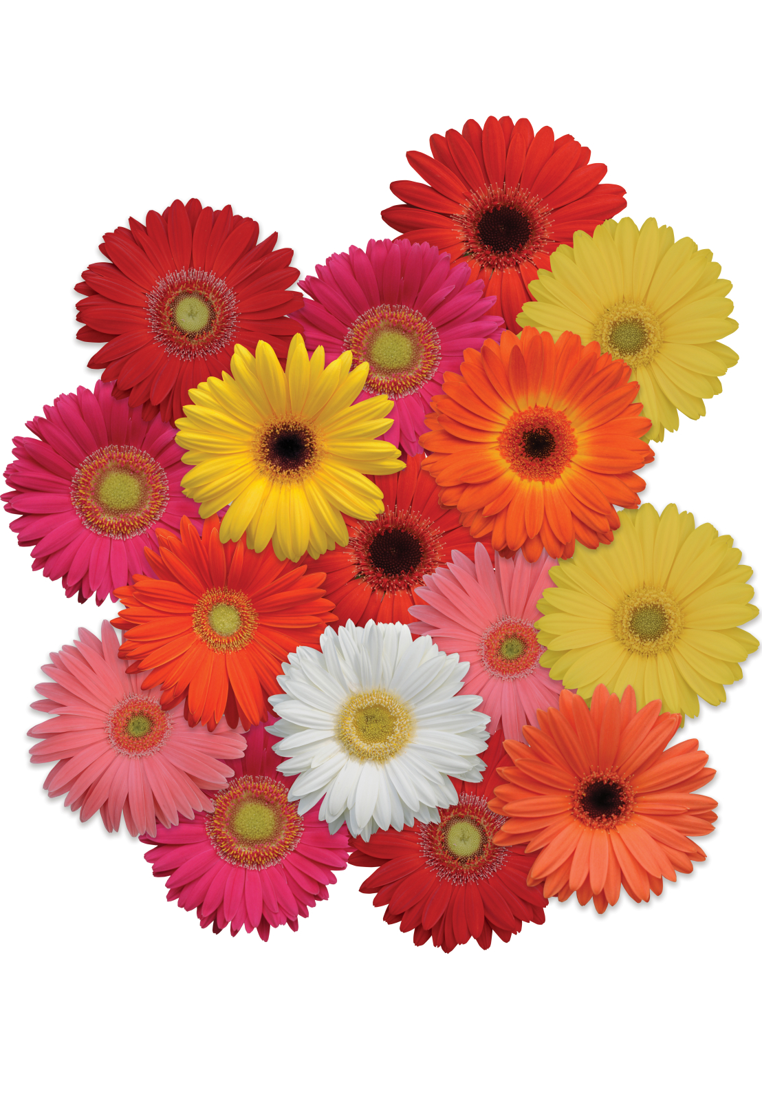 gerbera_revolution_select_mix.jpg
