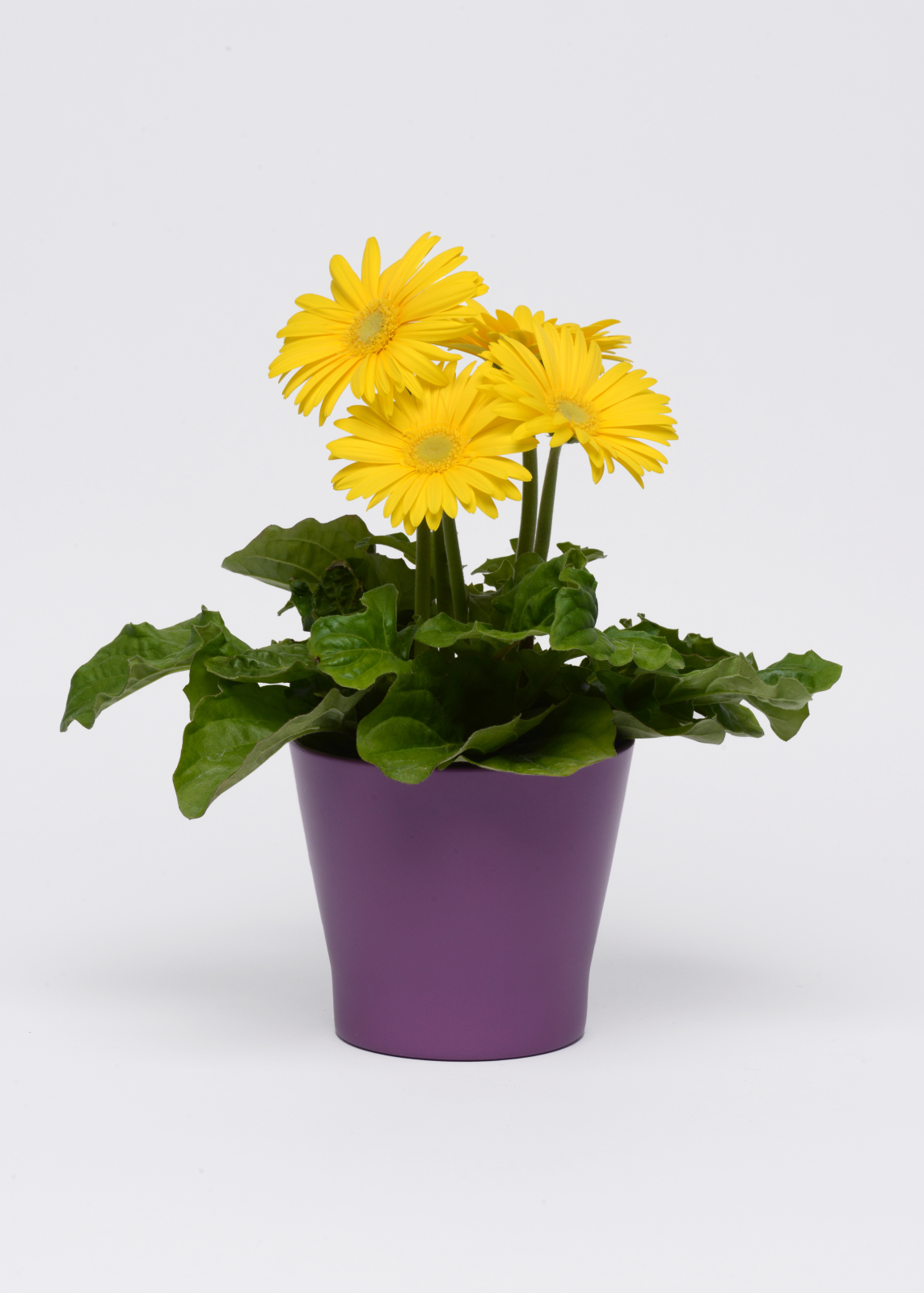 gerbera_revolution_yellow_light_eye.jpg