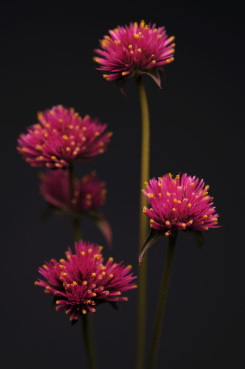 Gomphrena Gomphrena pulchella Fireworks 1000 semien