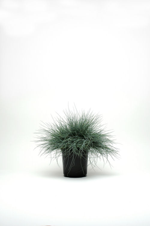 Ozdobné trávy Colorgrass Festuca Festina   1000 semien