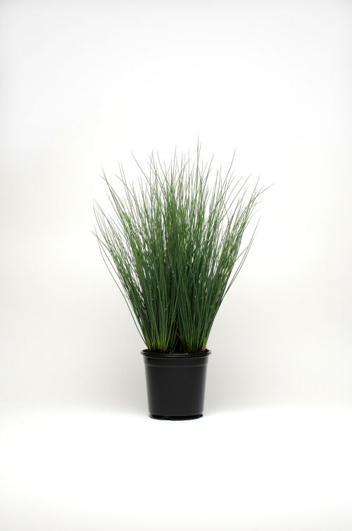 Ozdobné trávy Colorgrass Juncus Blue Arrows J. inflexus   1000 semien