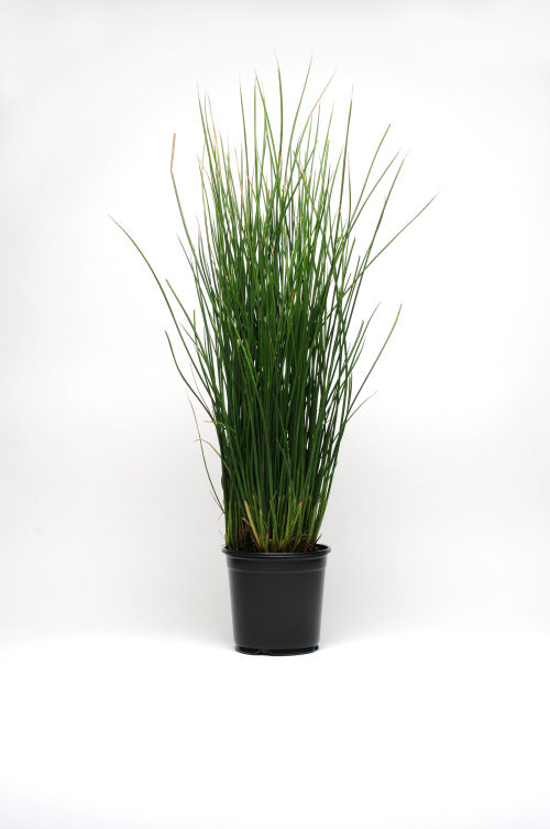 Ozdobné trávy Colorgrass Juncus Javelin J. pallidus   1000 semien