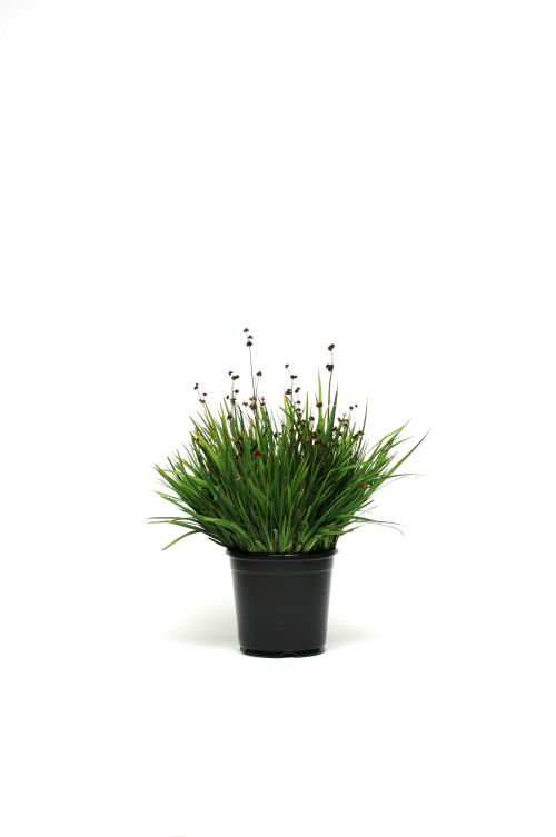 Ozdobné trávy Colorgrass Juncus Streathead   1000 semien