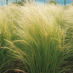 Ozdobné trávy Colorgrass Stipa Pony Tails   1000 semien