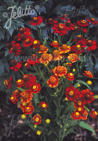 HELENIUM autumnale 'Helena Red Shades' cca 20 semien