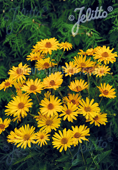 HELIOPSIS helianthoides var. scabra 'Prima Ballerina' cca 20 semien