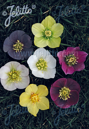 HELLEBORUS Orientalis, Čemerica východná Hybr. Newest Hybrids cca. 10 semien
