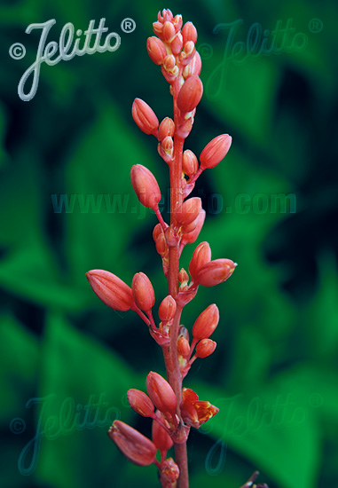 HESPERALOE parviflora, Juka červená cca 10 semien