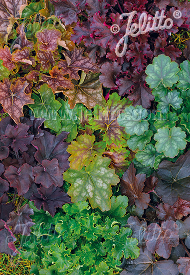 HEUCHERA (H.americana x H.micrantha) Newest Hybr. Cca 20 semien