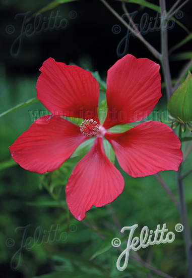 HIBISCUS coccineus, Ibištek šarlatový cca 10 semien