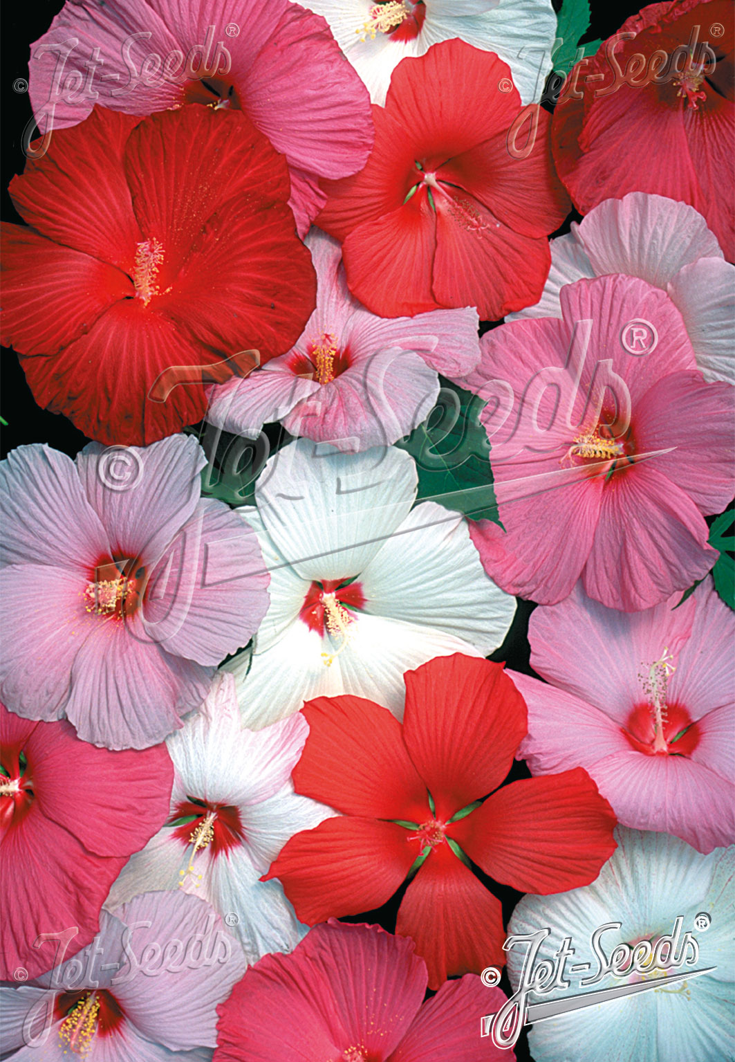 HIBISCUS moscheutos, Ibištek bahenný, Galaxy cca 8 semien