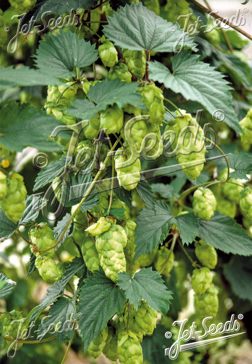 semená HUMULUS lupulus,  chmeľ obyčajný, semená chmeľu,