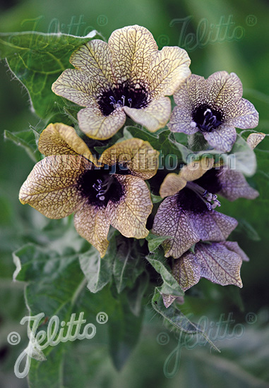 HYOSCYAMUS niger, Blen čierny cca. 20 semien