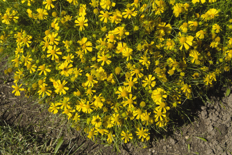 Helenium Helenium amarum Dakota Gold 1000 semien