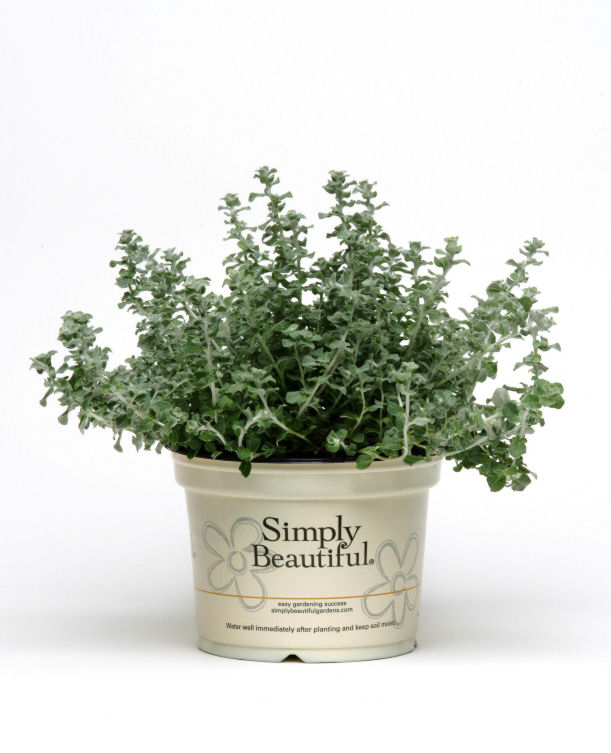 Helichrysum Plectostachys serphyllifolia Silver Mist 1000 semien