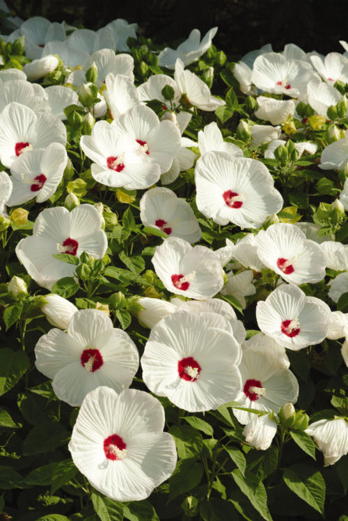 Hibiscus moscheutos Luna Series F1 White 1000 semien
