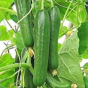 Uhorky šalátové Hillwood F1 100 semien