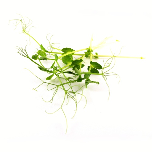 Hrach affyla semená na klíčenie a microgreens 100 g