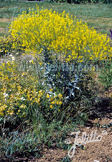 ISATIS tinctoria, Farbovník obyčajný  cca 20 semien