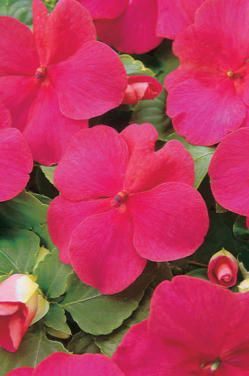 Impatiens  walleriana Super Elfin Series F1 Lipstick 1000 semien