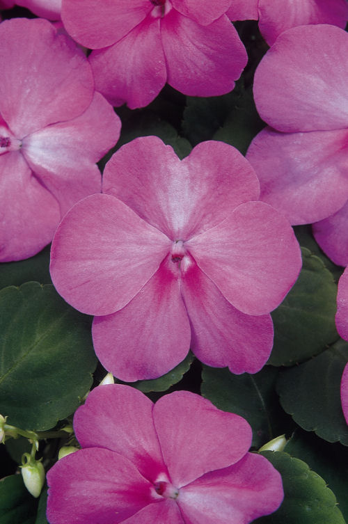 Impatiens  walleriana Super Elfin XP Series F1 Blue Pearl 1000 semien