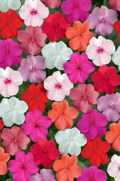 Impatiens  walleriana Super Elfin XP Series F1 Mix Clear 20 semien