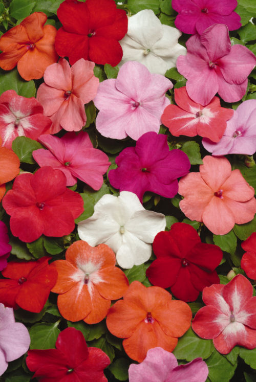 Impatiens walleriana Super Elfin XP Series F1 Mix Formula 20 semien