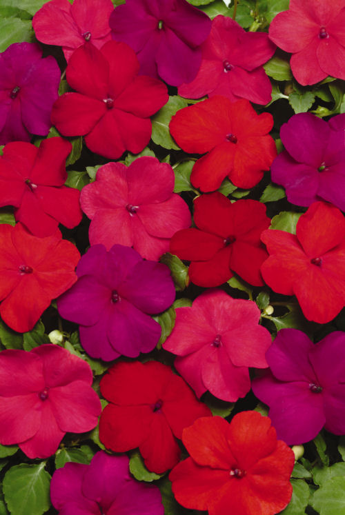 Impatiens  walleriana Super Elfin XP Series F1 Mix Hot 1000 semien