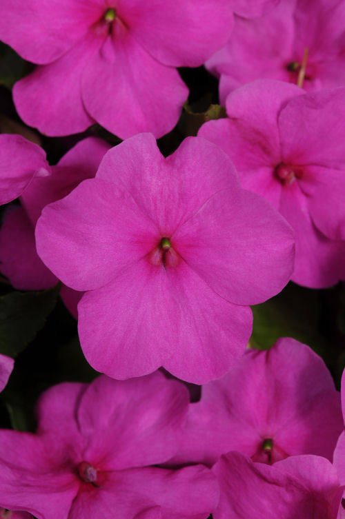 Impatiens  walleriana Super Elfin XP Series F1 Lilac 1000 semien