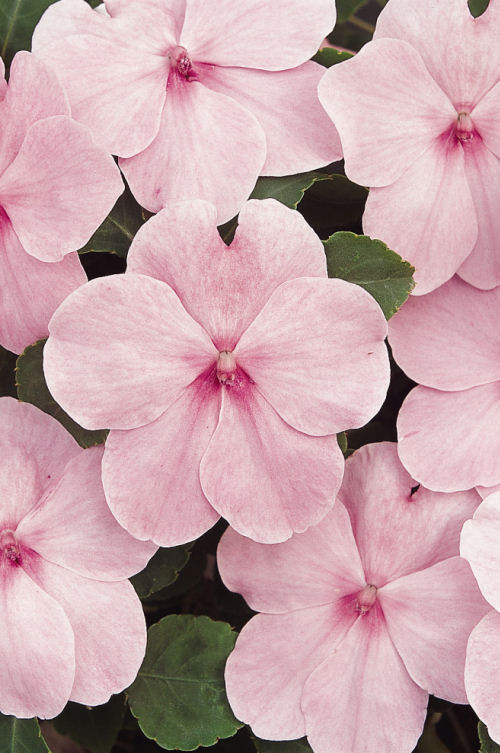 Impatiens  walleriana Super Elfin XP Series F1 Pink 1000 semien