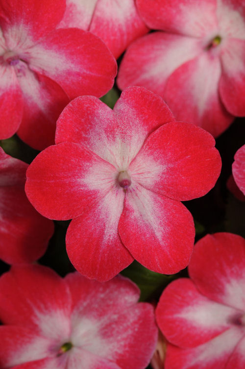 Impatiens  walleriana Super Elfin XP Series F1 Red Starburst 1000 semien