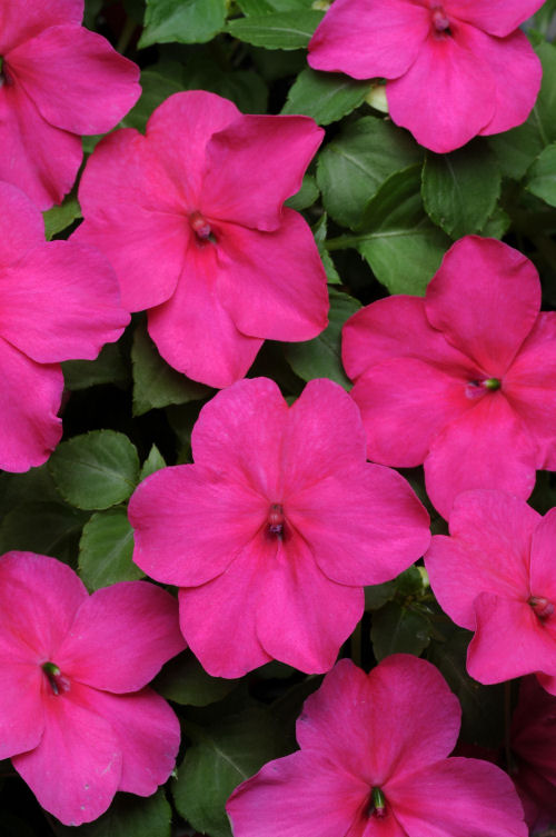 Impatiens walleriana Super Elfin XP Series F1 Rose 20 semien